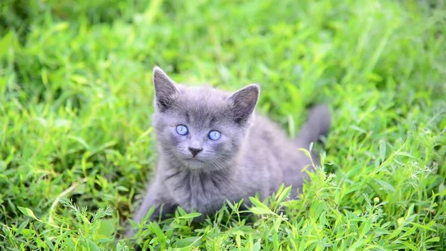 Gray kitten sitting in grass on the lawn