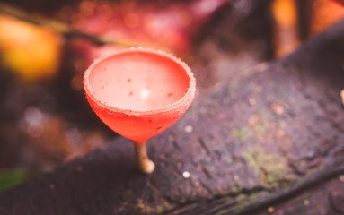 champagne mushroom