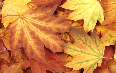 Maple leaves background