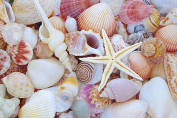 Starfish on seashells background
