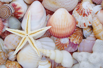 Starfish on seashells background