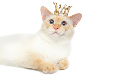 Close-up Fantastic Breed Mekong Bobtail King Cat with Blue eyes and Crown on Head, Lying, Isolated White Background, Color-point Fur