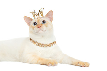 Close-up Fantastic Breed Mekong Bobtail King Cat with Blue eyes and Crown on Head, Isolated White Background, Color-point Fur