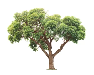 Foto auf Acrylglas Bäume Grüner und gelber schöner Baum
