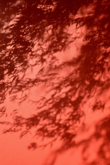 Beautiful shadow of leave on red wall
