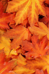 Vivid maple leaves background