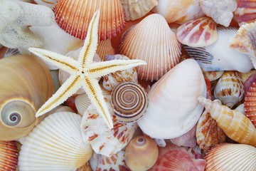 Starfish and coral branch on mixed colorful seashells