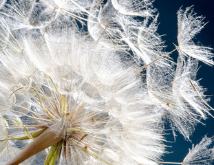 Dandelion seeds: Hopes, wishes and dreams: We fly away to fulfill wishes :) - 119961760
