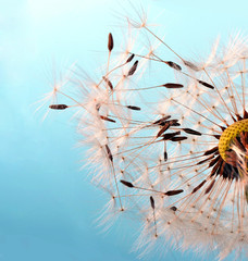 Dandelion seeds: Hopes, wishes and dreams: We fly away to fulfill wishes :)