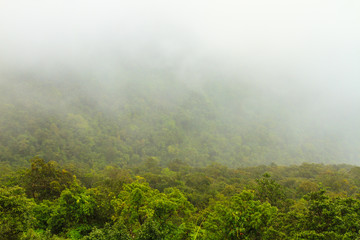 Mist in the forest