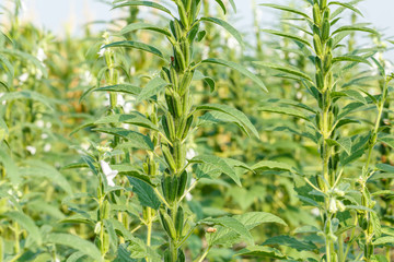 Sesame seed plants in the area of farmland