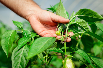 Farmer harvested ripe peppers in a greenhouse