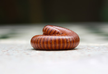 millipede