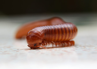 millipede
