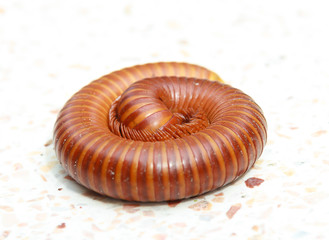 millipede