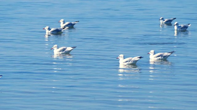 Seagulls swimming in the sea, UHD