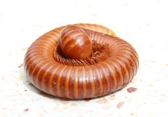 millipede