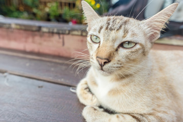 cat lying on wooden floor