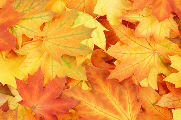 Naklejka na ściany i meble Colorful maple leaves as background
