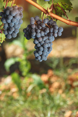 Cabernet Franc grapes growing in a vineyard at sunset time