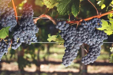 Fotobehang Ripe Cabernet Franc grapes on vine growing in a vineyard at sunset time © happyimages