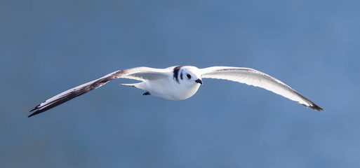 Black-legged kittiwake flying