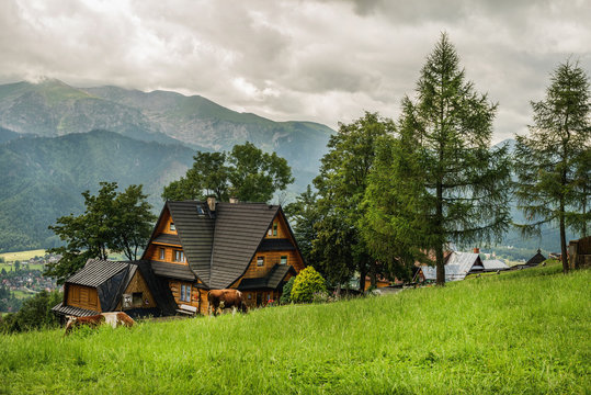 Village cottage and cows on green grass field, Tatry mountains at vackground, Zakopane, Poland
