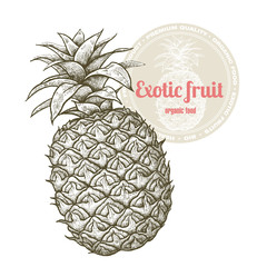 Vector image of exotic fruit pineapple isolated on white background. Illustration vintage style engraving. White and black.