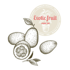 Vector image of exotic fruit kumquat isolated on white background. Illustration vintage style engraving. White and black.