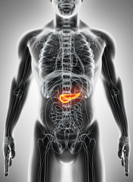 3D illustration of Pancreas - part of digestive system.