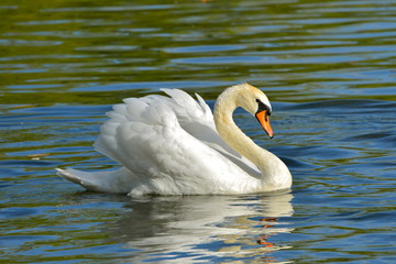 Obraz premium Cygne sur l'eau, ailes déployées