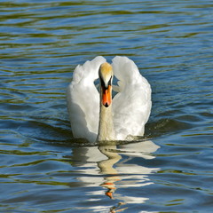 Cygne sur l'eau, ailes d&eacute;ploy&eacute;es