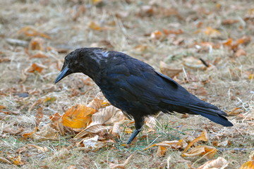 Crow, autumn