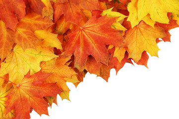 Fototapeta na wymiar Maple leaves isolated on white