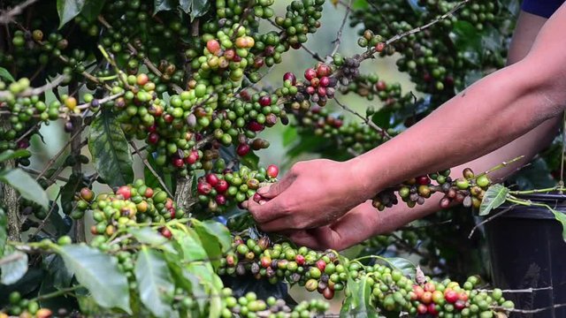 Harvesting coffee berries