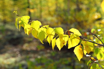 Obraz premium The autumn wood in bright paints
