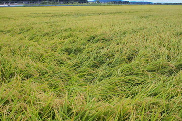 台風につぶされた稲