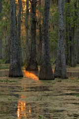 Fototapeta premium Rayon de soleil sur le bayou