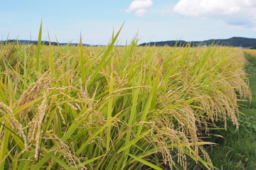 田舎の稲穂と空