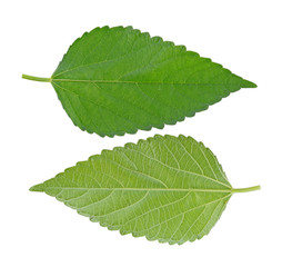 Nettle leaf isolated on white background