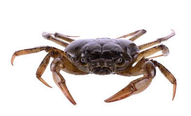 crab on white background