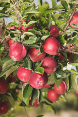 Red apples hanging on a branch, close up