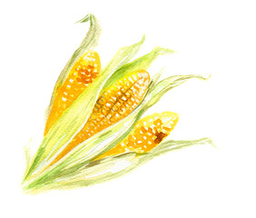 Watercolor yellow corn on white background. Fresh and sweet corn with leaves. Healthy lifestyle. Autumn and fall harvest.
