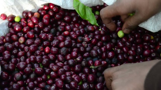 harvesting coffee berries