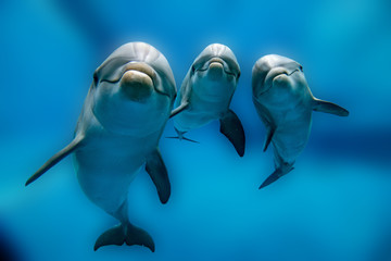 three dolphins close up portrait underwater while looking at you
