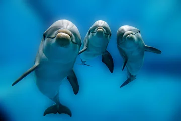Crédence de cuisine en verre imprimé Dauphin trois dauphins close up portrait sous l& 39 eau tout en vous regardant