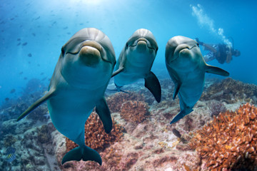 drie dolfijnen close-up portret onderwater terwijl ze naar jou kijken