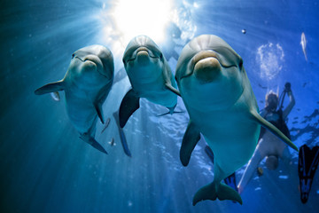 trois dauphins close up portrait sous l& 39 eau tout en vous regardant