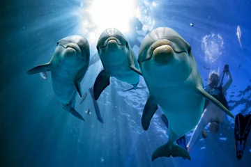 Papier Peint photo Lavable Dauphin trois dauphins close up portrait sous l& 39 eau tout en vous regardant