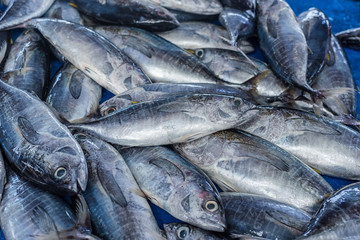 Obraz premium fresh tuna